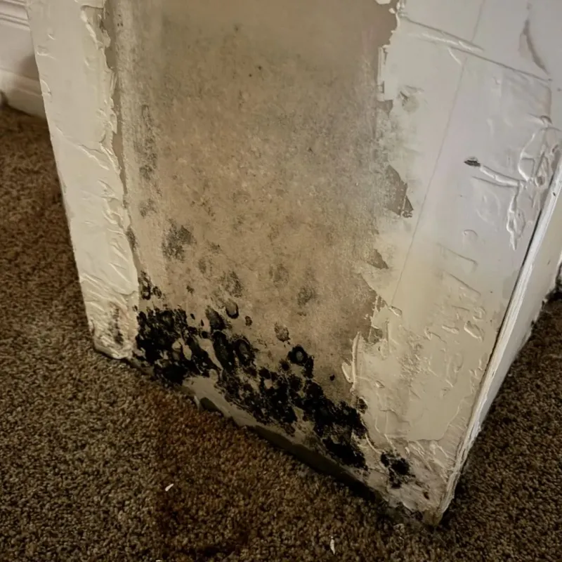 Professional Mold Removal in Verona, MS
